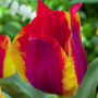 Tulp Kiev