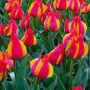 Tulp Kiev