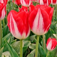 Tulp Kissable