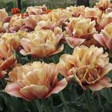 Tulp La Belle Époque