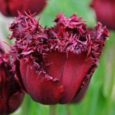 Tulp  Labrador