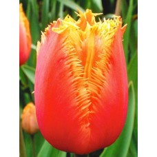 Tulp Lambada