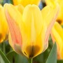 Tulp Lamoraal van Egmond