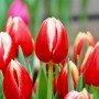 Tulp Leen Van De Mark