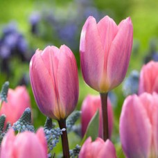 Tulp Light And Dreamy