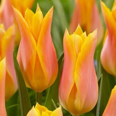 Tulp Marianne