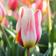 Tulp Mary Ann