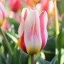 Tulp Mary Ann