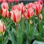 Tulp Mary Ann