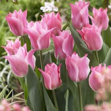 Tulp Miss Elegance