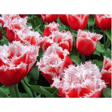 Tulp New Santa