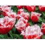 Tulp New Santa