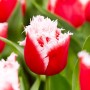 Tulp New Santa