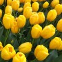 Tulp Novi Sun