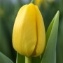 Tulp Novi Sun