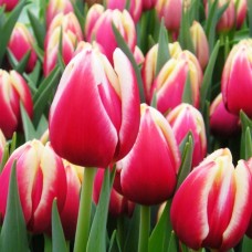 Tulp One Love