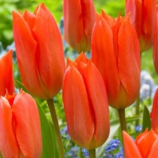 Tulp Orange Brilliant