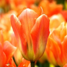 Tulp Orange Emperor