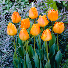 Tulp Orange Lion