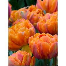 Tulp Orange Princess