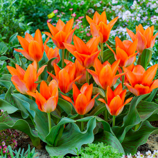 Tulp Orange Toronto