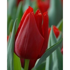 Tulp Oscar