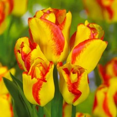 Tulp Outbreak