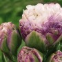 Tulp Peggy Wonder