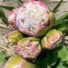 Tulp Peggy Wonder