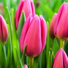 Tulp Pink Ardour