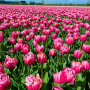 Tulp Pink Cameo