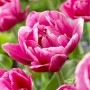 Tulp Pink Cameo