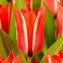 Tulp Pinocchio