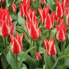 Tulp Pinocchio