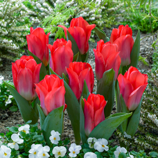 Tulp Portland