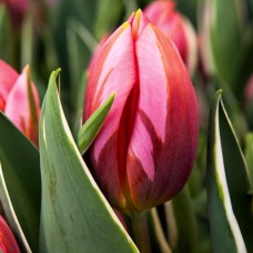 Tulp Pretty Princess