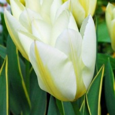 Tulp Purissima