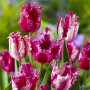 Tulp Purple Circus