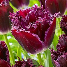 Tulp Purple Crystal