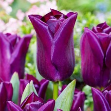 Tulp Purple Dwarf