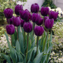 Tulp Purple Dwarf