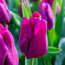 Tulp Purple Eye