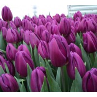 Tulp Purple Flag