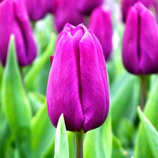 Tulp Purple Prince