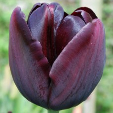 Tulp Queen of Night