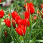 Tulp Red Hunter