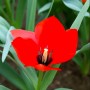 Tulp Red Hunter