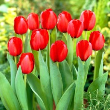 Tulp Red Impression