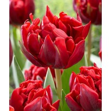 Tulp Red Princess