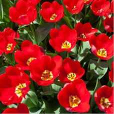 Tulp Red Purissima